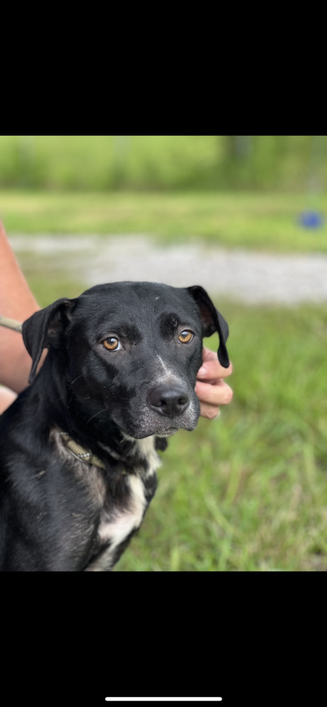 Kloe, an adoptable Mixed Breed in Scott, LA, 70583 | Photo Image 4