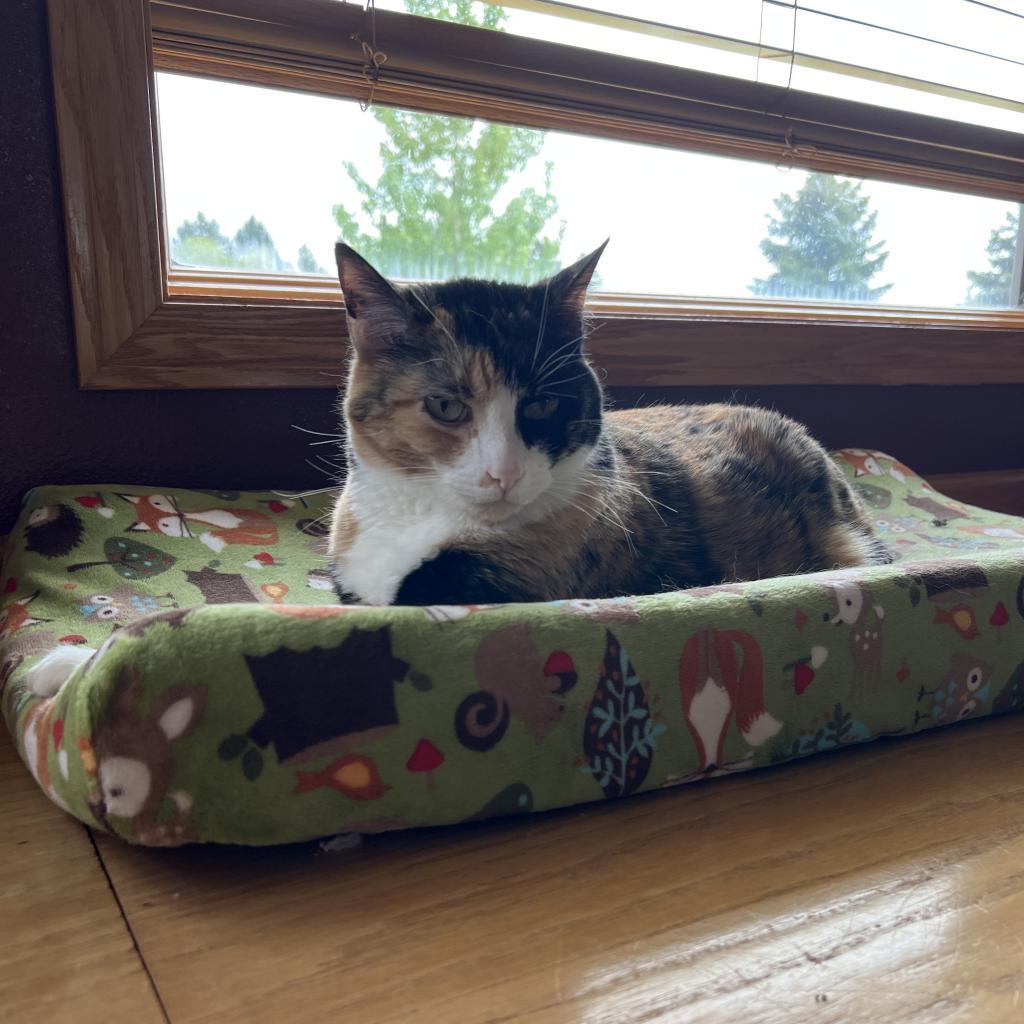 Abbie, an adoptable Domestic Short Hair in Bismarck, ND, 58507 | Photo Image 2