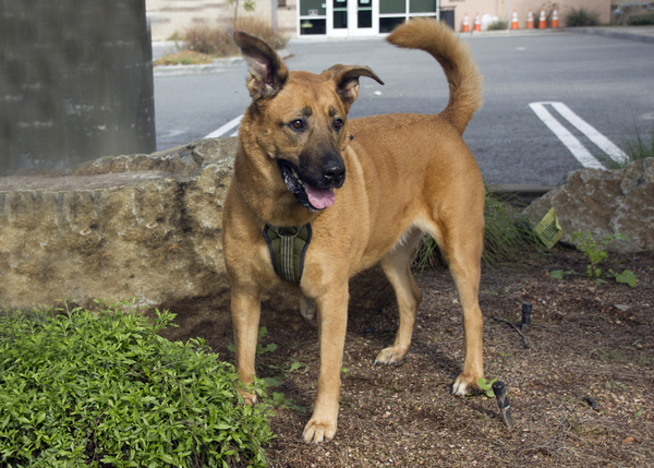 Sunny, an adoptable German Shepherd Dog Mix in San Gabriel, CA_image-1