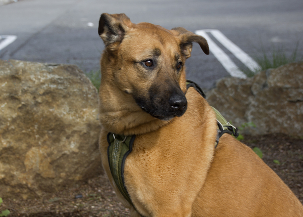 Sunny, an adoptable German Shepherd Dog Mix in San Gabriel, CA_image-4