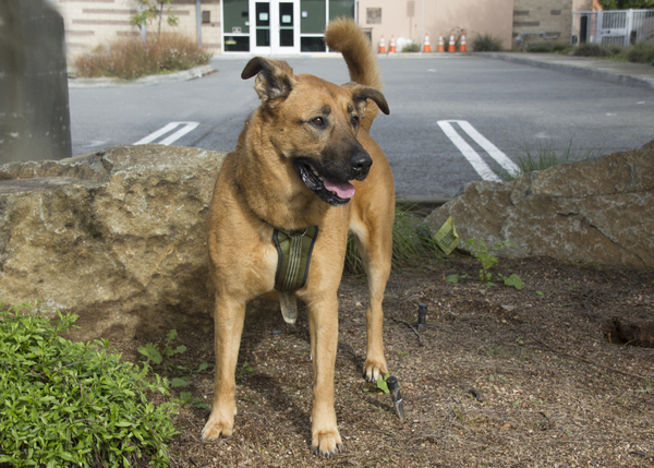 Sunny, an adoptable German Shepherd Dog Mix in San Gabriel, CA_image-6