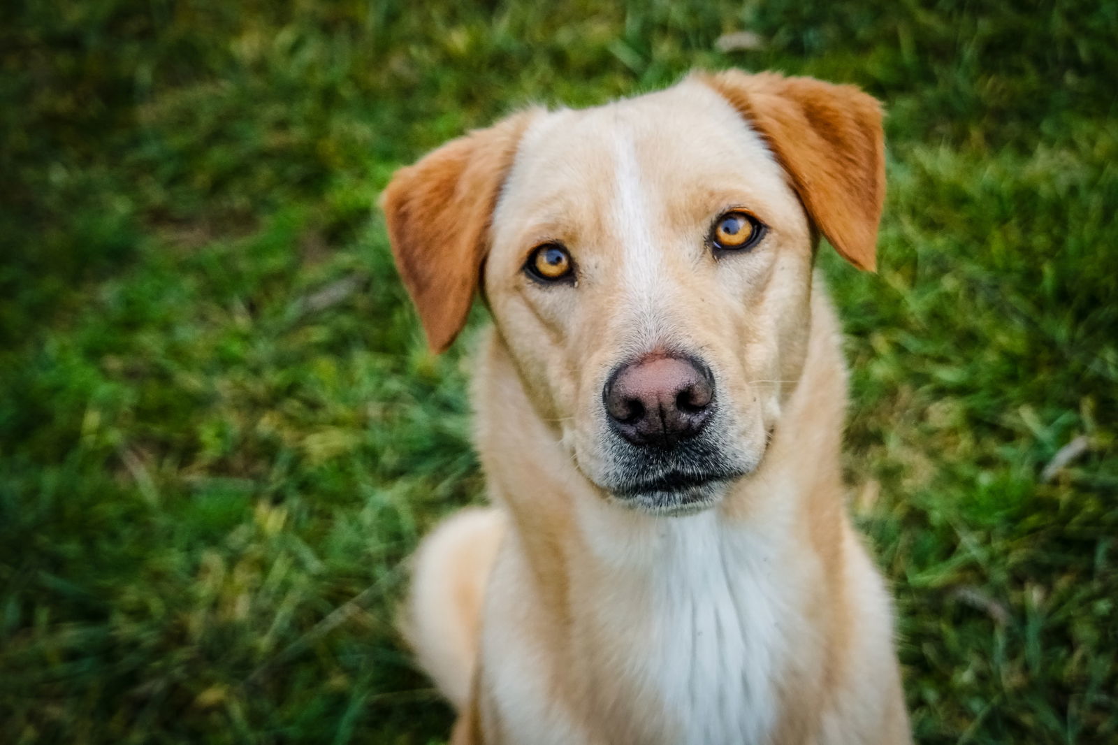 Mike, an adoptable Retriever in Elizabethtown, PA, 17022 | Photo Image 1