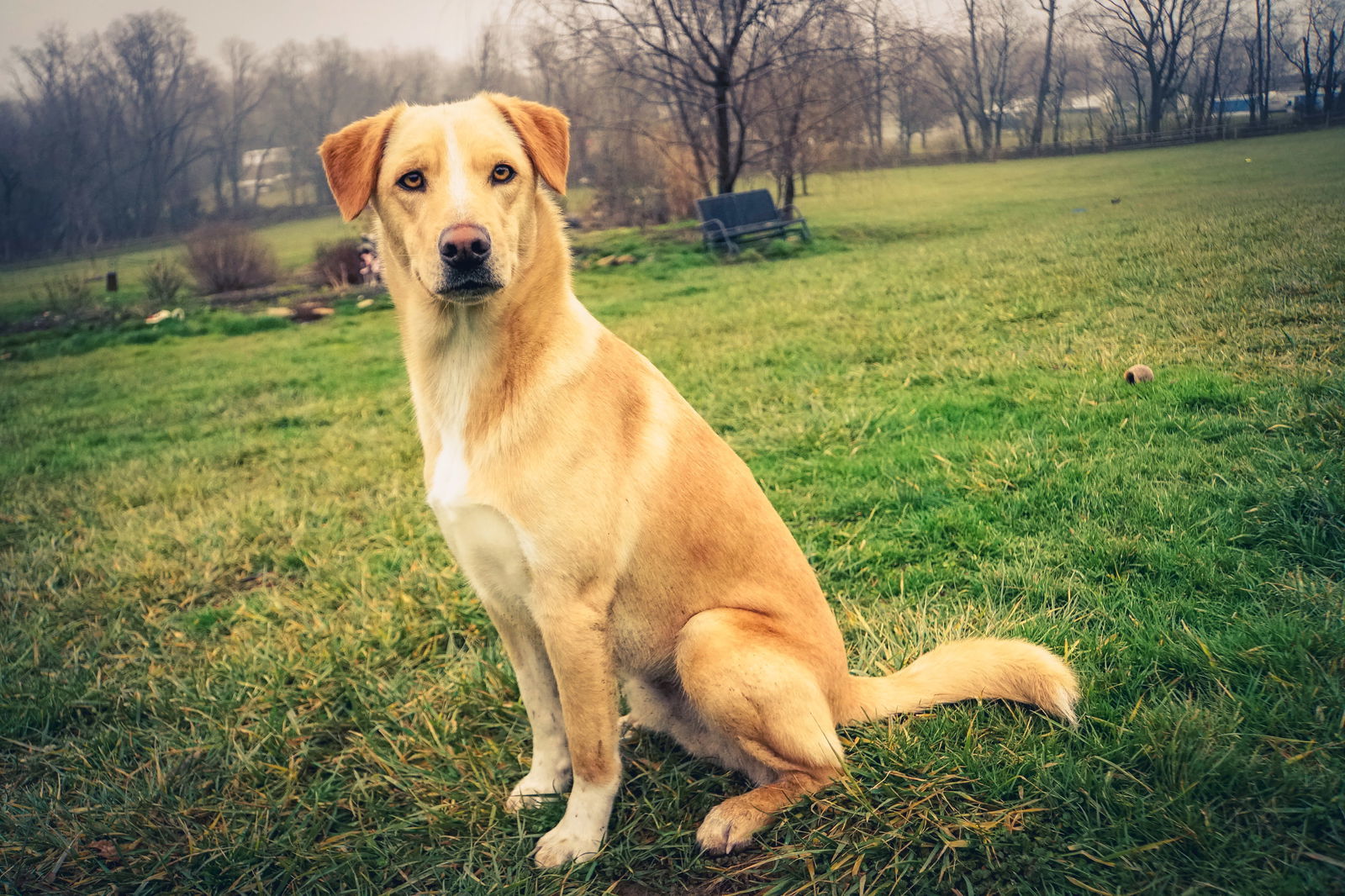 Mike, an adoptable Retriever in Elizabethtown, PA, 17022 | Photo Image 2