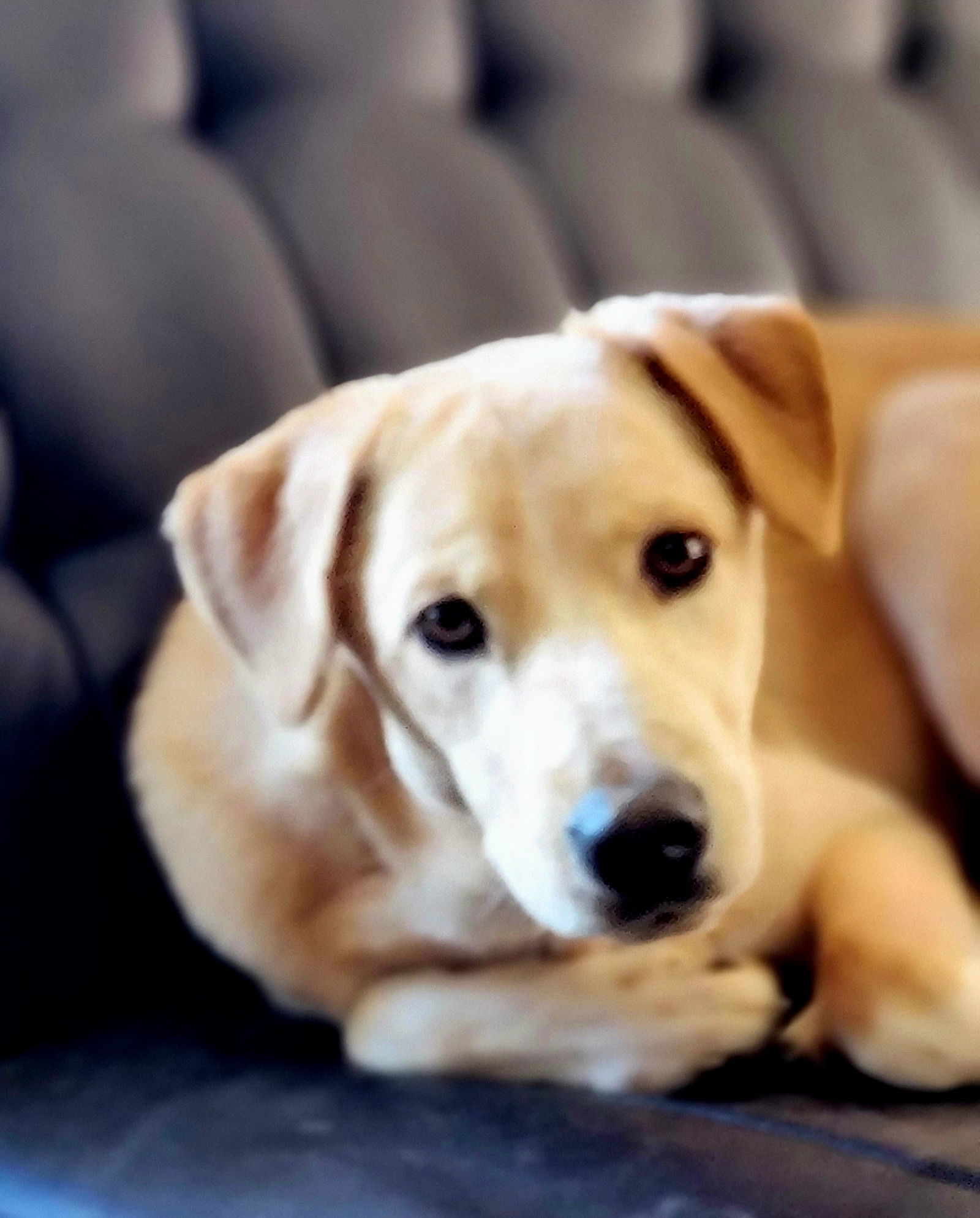 Mike, an adoptable Retriever in Elizabethtown, PA, 17022 | Photo Image 3