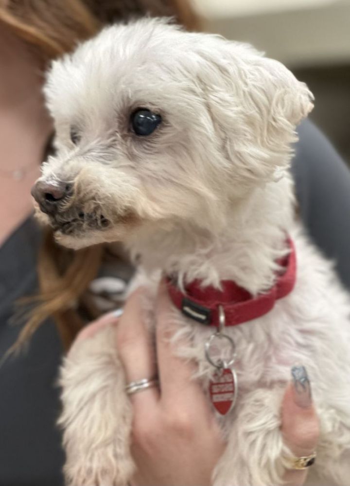 Stefania, an adopted Poodle in Los Alamitos, CA_image-4