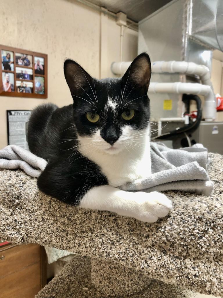 Lucille K, an adoptable Domestic Short Hair in Sherwood, OR, 97140 | Photo Image 1