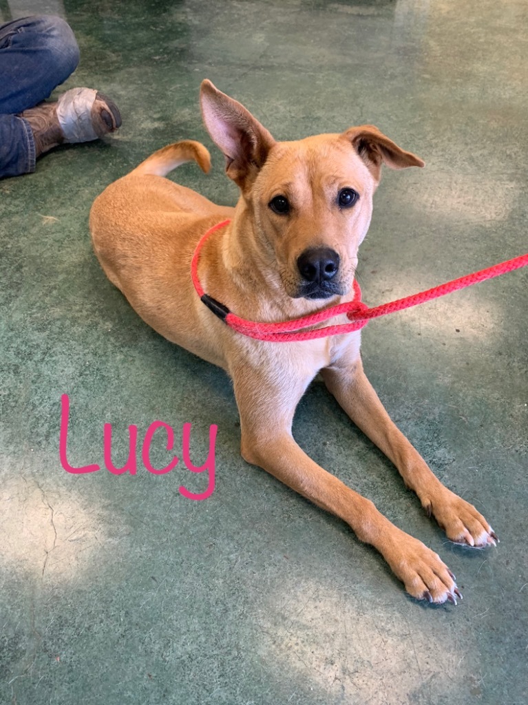 Lucy, an adoptable Black Mouth Cur, Labrador Retriever in Big Spring, TX, 79720 | Photo Image 1