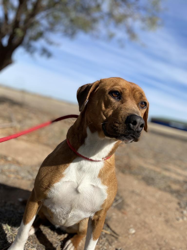 Ethel, an adoptable Labrador Retriever, Pit Bull Terrier in Big Spring, TX, 79720 | Photo Image 1