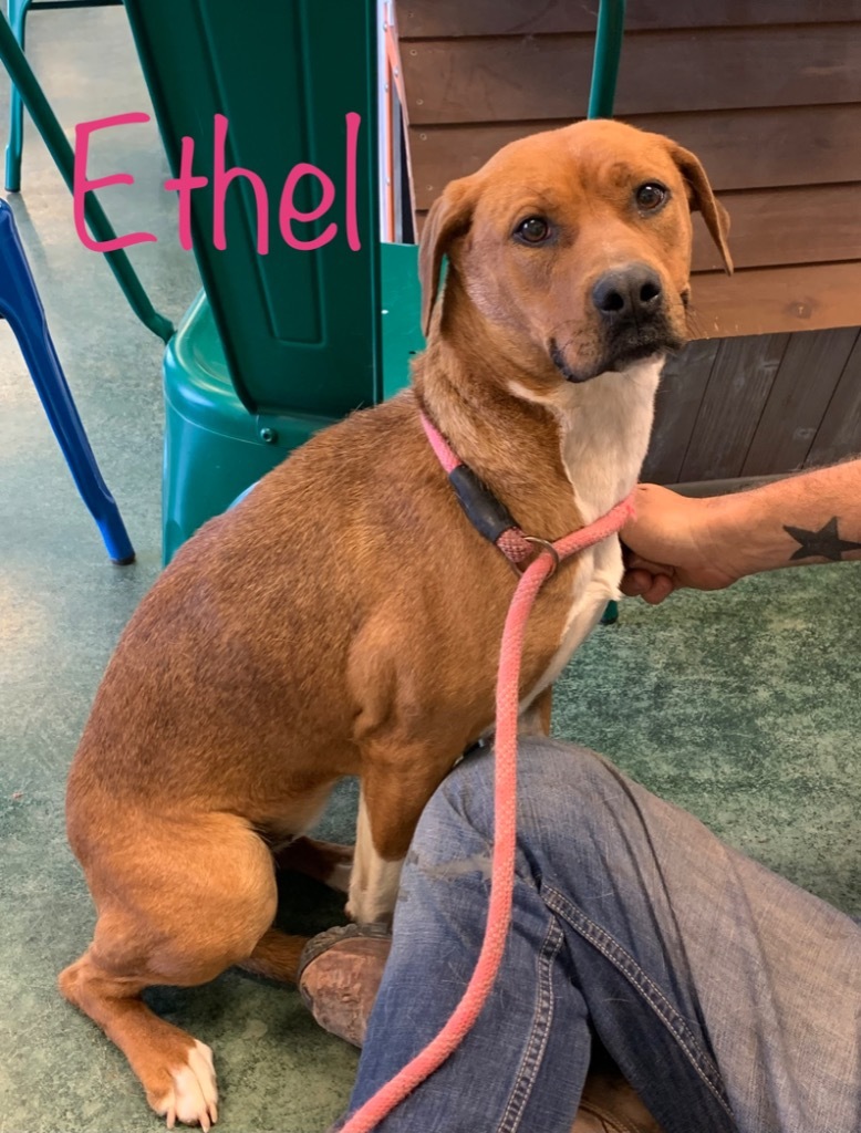 Ethel, an adoptable Labrador Retriever, Pit Bull Terrier in Big Spring, TX, 79720 | Photo Image 2