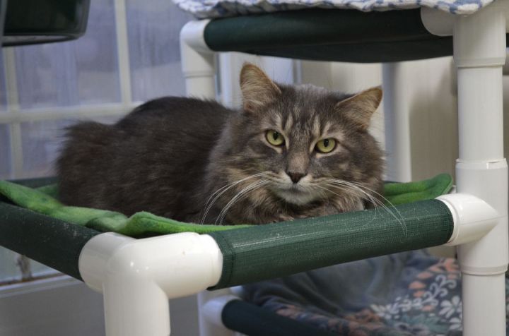 Newfie, an adoptable Domestic Long Hair in Westbrook, CT_image-1