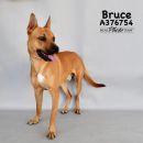 BRUCE's profile on Petfinder.com