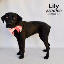 LILY's profile on Petfinder.com