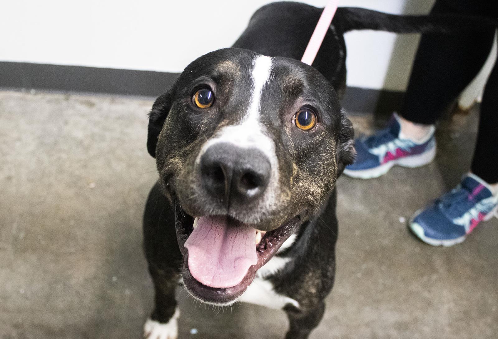 Dog for adoption Yogi (Yadi), a Labrador Retriever & Plott Hound Mix