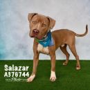 SALAZAR's profile on Petfinder.com
