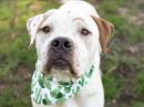 HOLLIS's profile on Petfinder.com