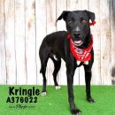KRINGLE's profile on Petfinder.com