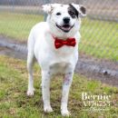 BERNIE's profile on Petfinder.com