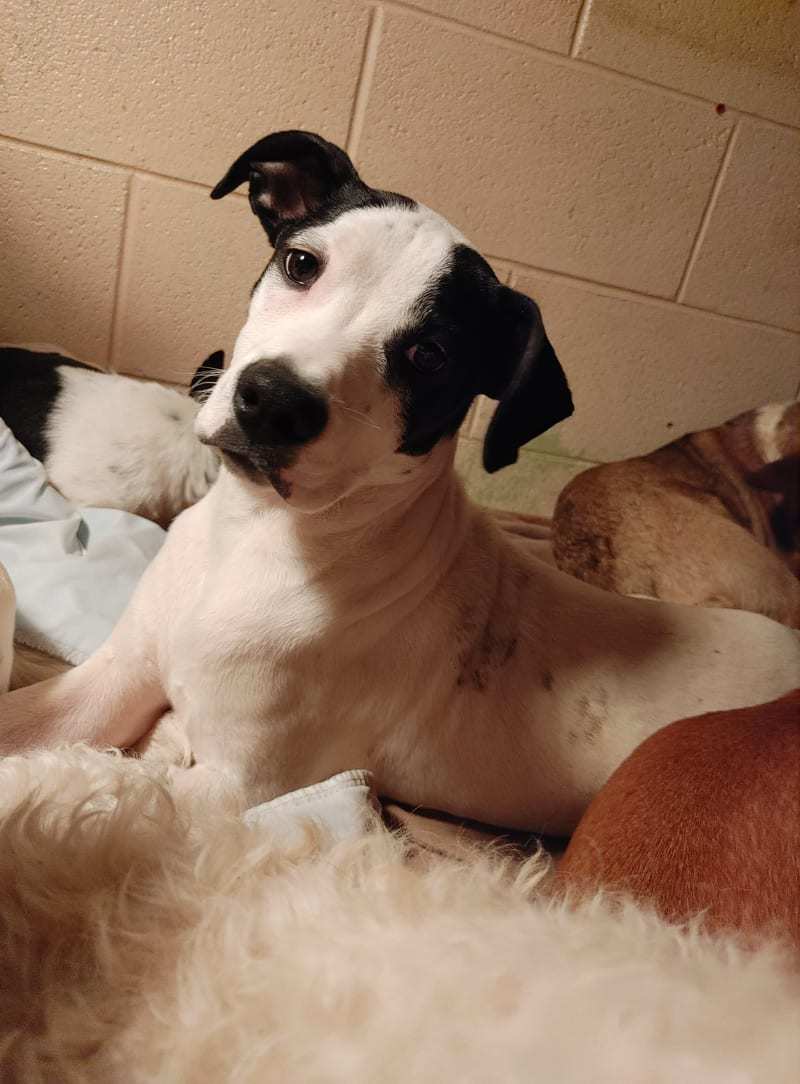 Brodie, an adoptable Mixed Breed in Poland, IN, 47868 | Photo Image 1