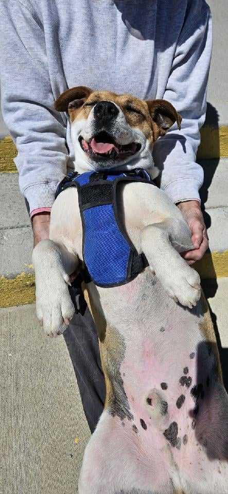 Bruno, an adoptable Mixed Breed in Poland, IN, 47868 | Photo Image 2