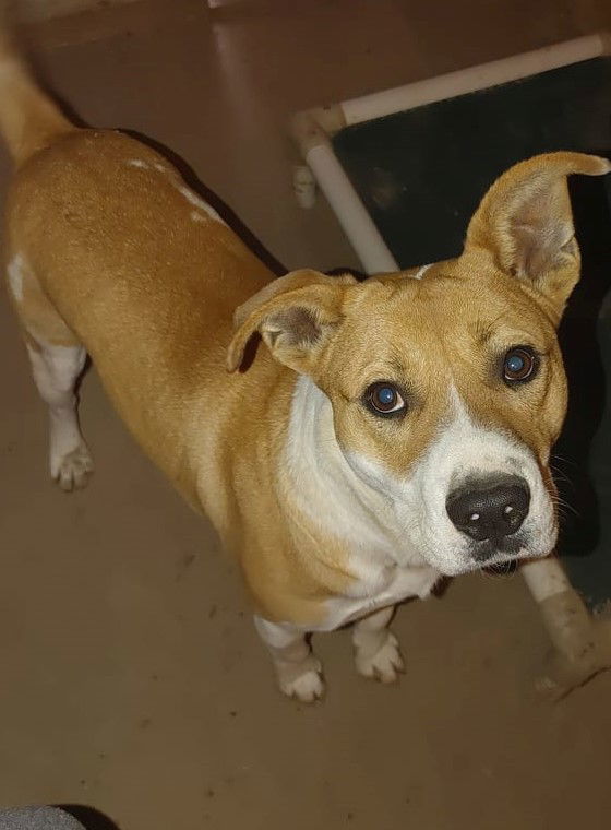 Bruno, an adoptable Mixed Breed in Poland, IN, 47868 | Photo Image 3