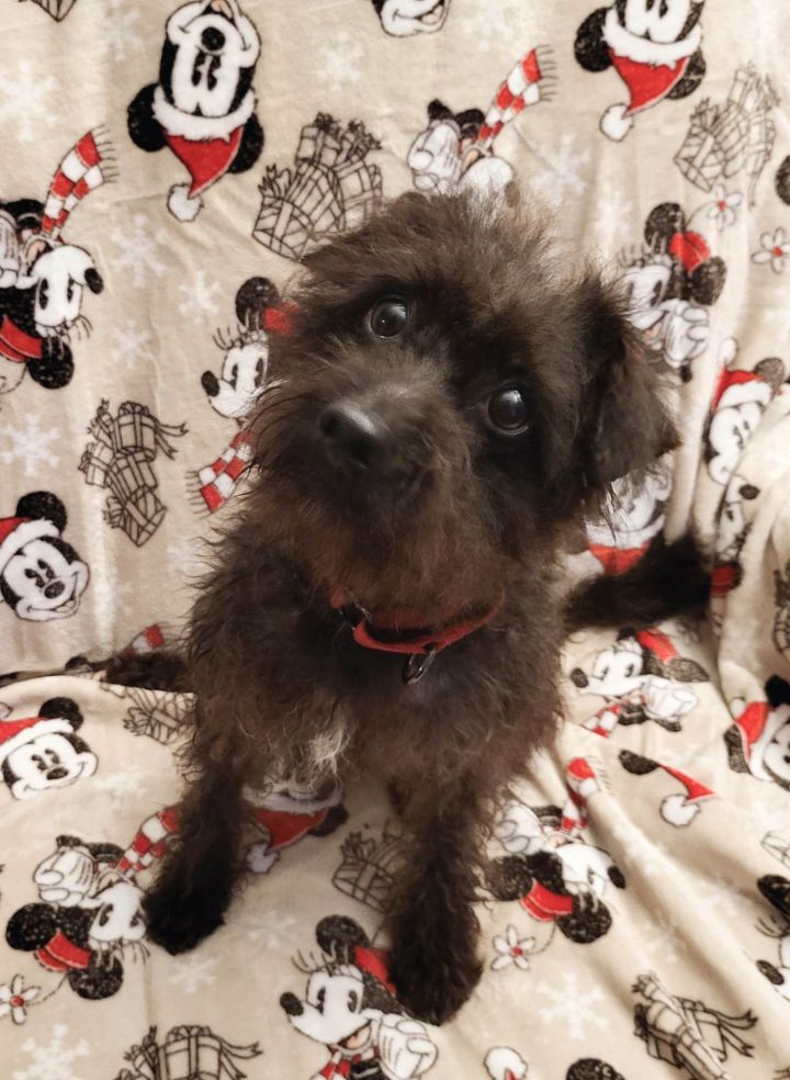 Dog for adoption - Pumi, a Poodle & Pumi Mix in Merrillville, IN ...