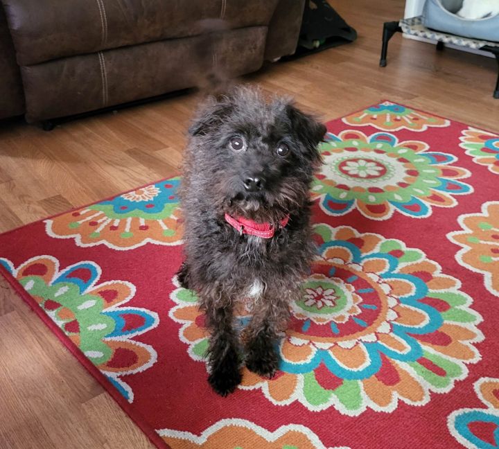 Dog for adoption - Pumi, a Poodle & Pumi Mix in Merrillville, IN ...