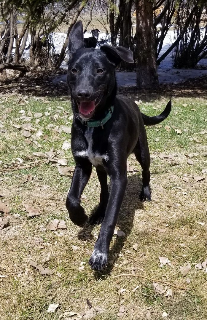 Blue heeler border store collie lab mix