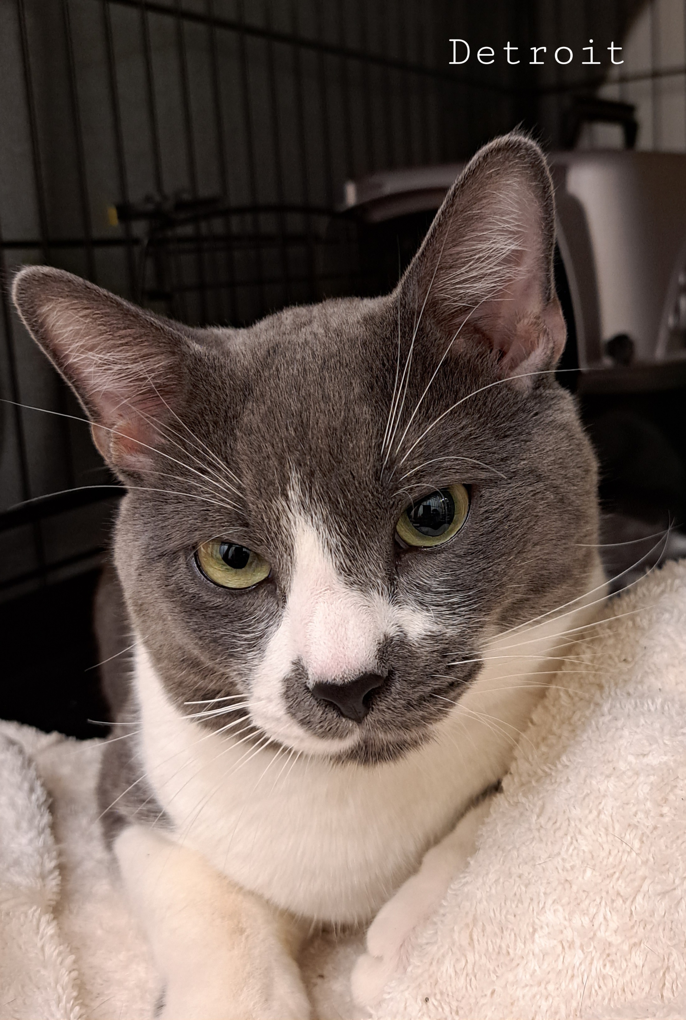 Detroit, an adoptable Domestic Short Hair in Maple Ridge, BC, V2W 1A4 | Photo Image 2