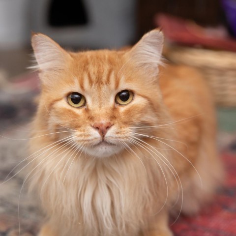 Mariano, an adoptable Domestic Long Hair in Salt Lake City, UT, 84106 | Photo Image 1