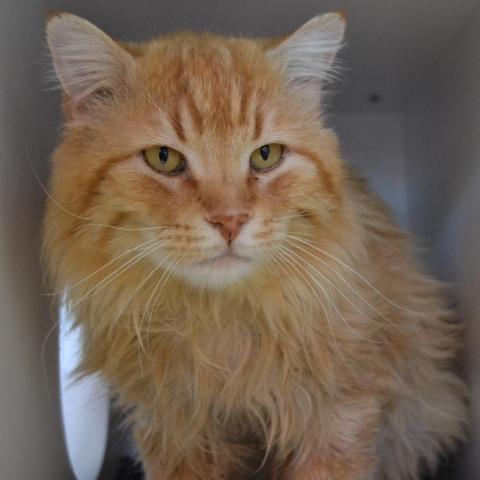 Mariano, an adoptable Domestic Long Hair in Salt Lake City, UT, 84106 | Photo Image 4