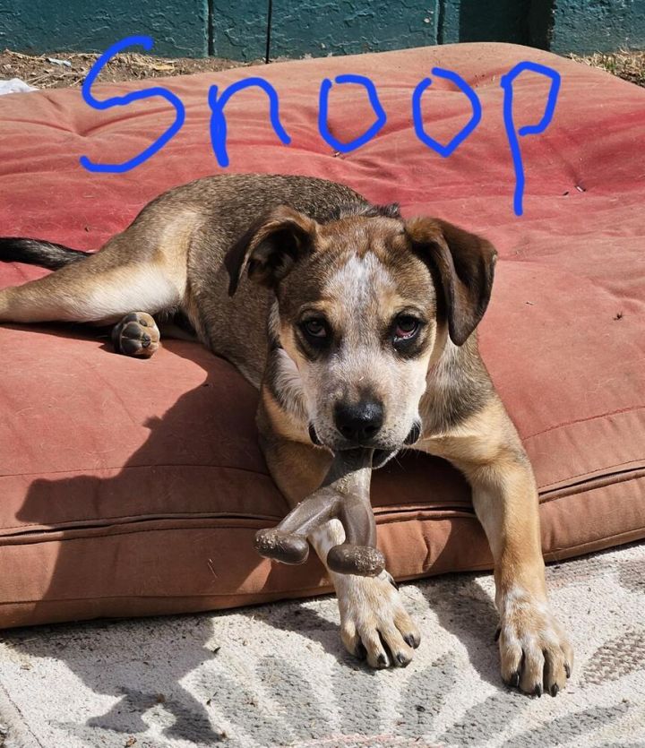 Snoop, an adoptable Hound & Australian Cattle Dog / Blue Heeler Mix in Albuquerque, NM_image-3