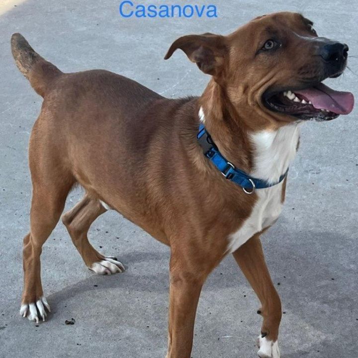 Basenji ridgeback sale mix