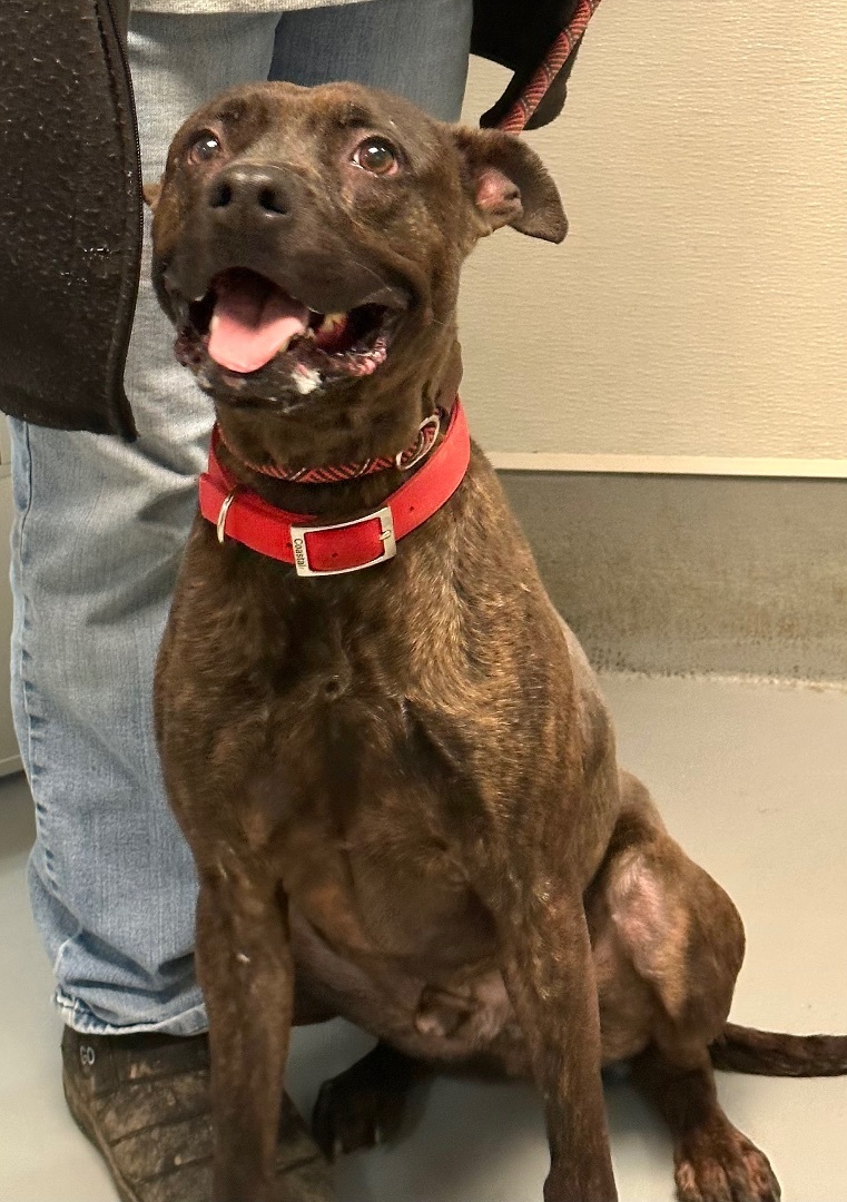 Dog for adoption Wally, an American Staffordshire Terrier & Shepherd