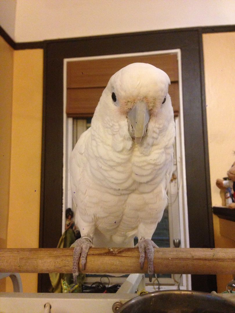 Parrot for adoption Bebe, a Cockatoo in North Babylon, NY Petfinder