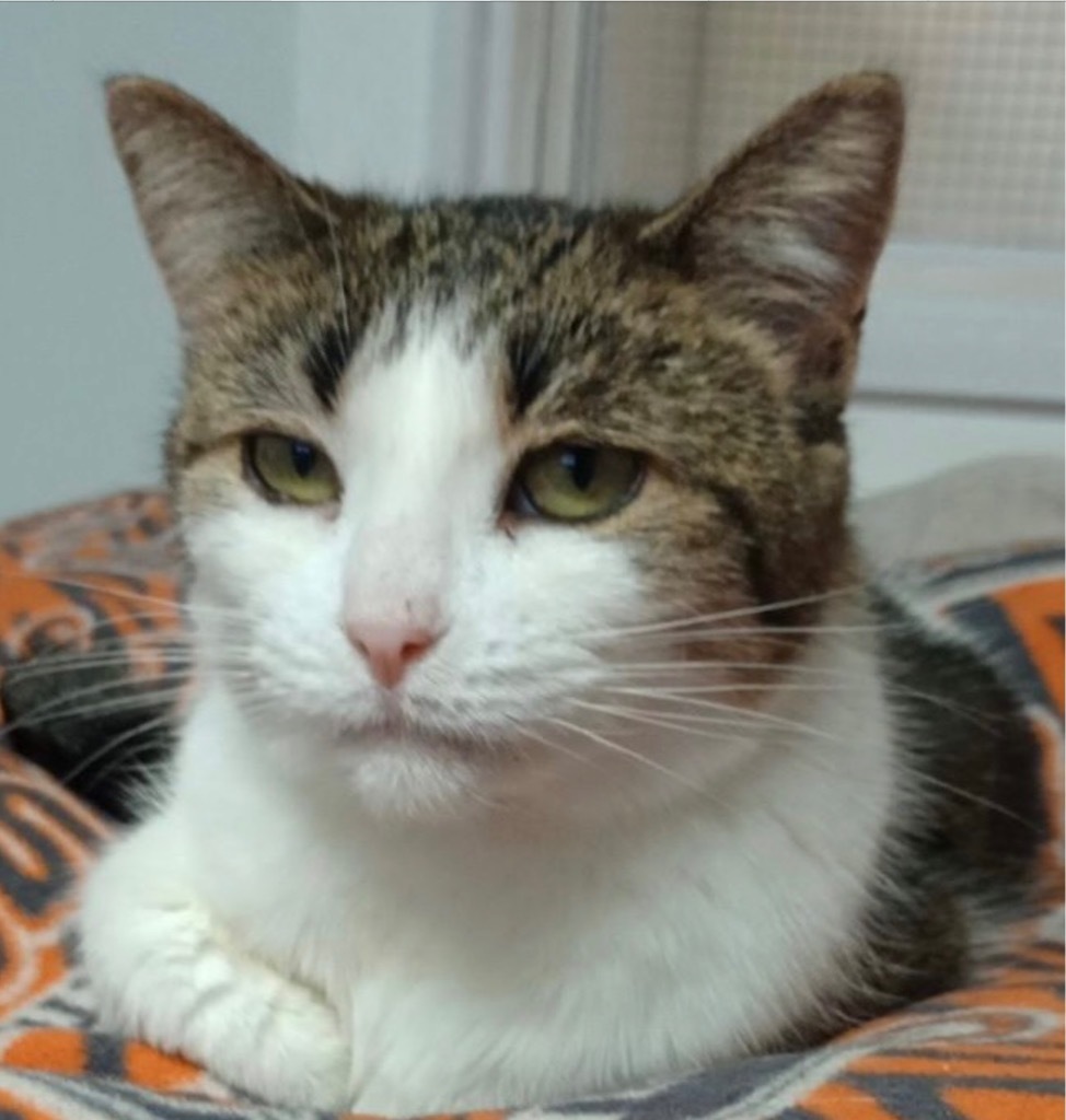 Johnnie, an adoptable Domestic Short Hair in Saginaw, MI, 48604 | Photo Image 1