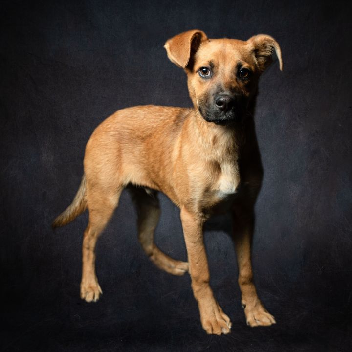 ABNER BODIE, an adoptable Boxer & Australian Shepherd Mix in Murrieta, CA_image-1