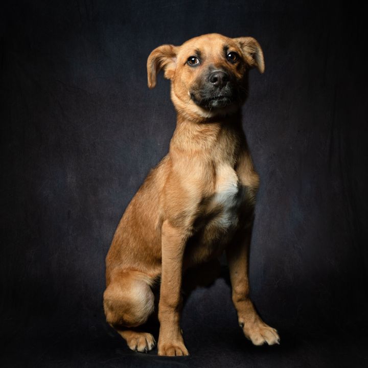 ABNER BODIE, an adoptable Boxer & Australian Shepherd Mix in Murrieta, CA_image-6