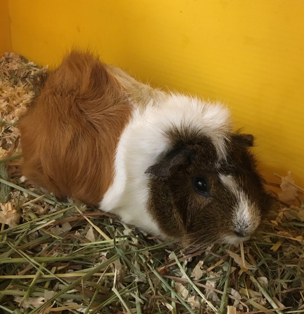Guinea Pig for adoption Penny Lane ( Bonded to Lady Madonna and Jude