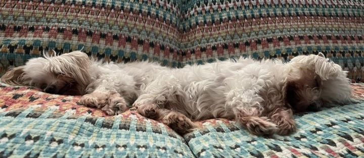 Macie & Lola (Bonded pair)~ 2