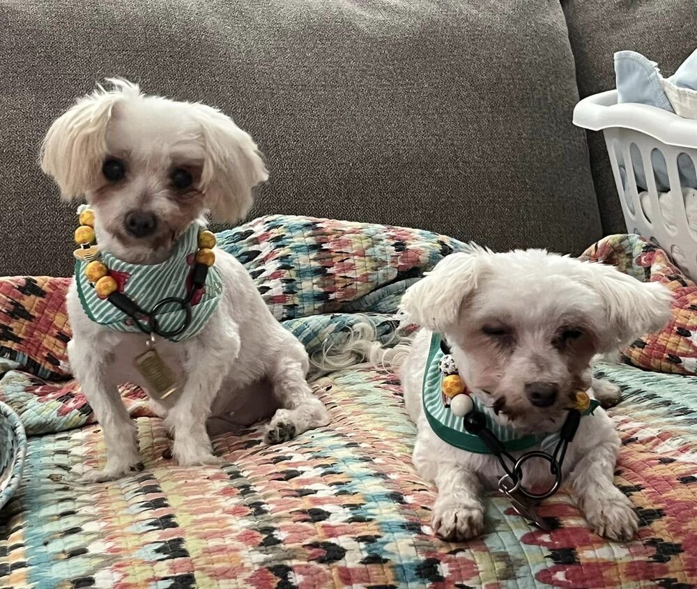 Macie & Lola (Bonded pair)~, an adoptable Maltese in Columbia, TN, 38401 | Photo Image 3
