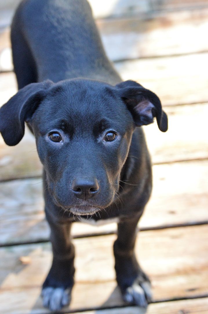 where to adopt a baby labrador retriever