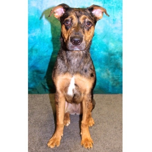 Tammi, an adoptable Catahoula Leopard Dog Mix in San Angelo, TX_image-2