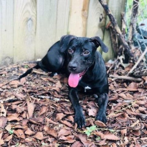 Destiny, an adoptable Retriever in Livingston, TX, 77351 | Photo Image 2