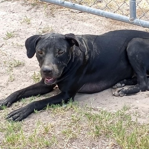 Destiny, an adoptable Retriever in Livingston, TX, 77351 | Photo Image 2