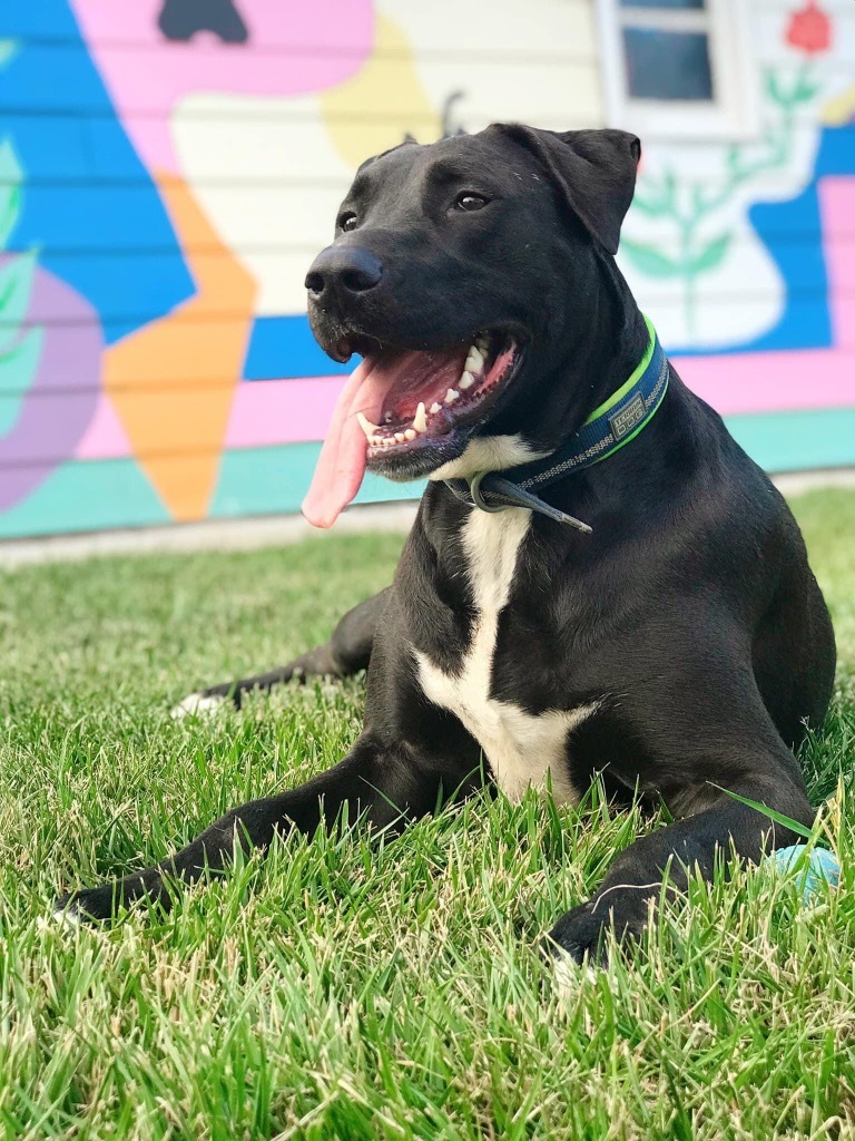 Floyd, an adoptable Labrador Retriever, Mastiff in Effingham, IL, 62401 | Photo Image 1