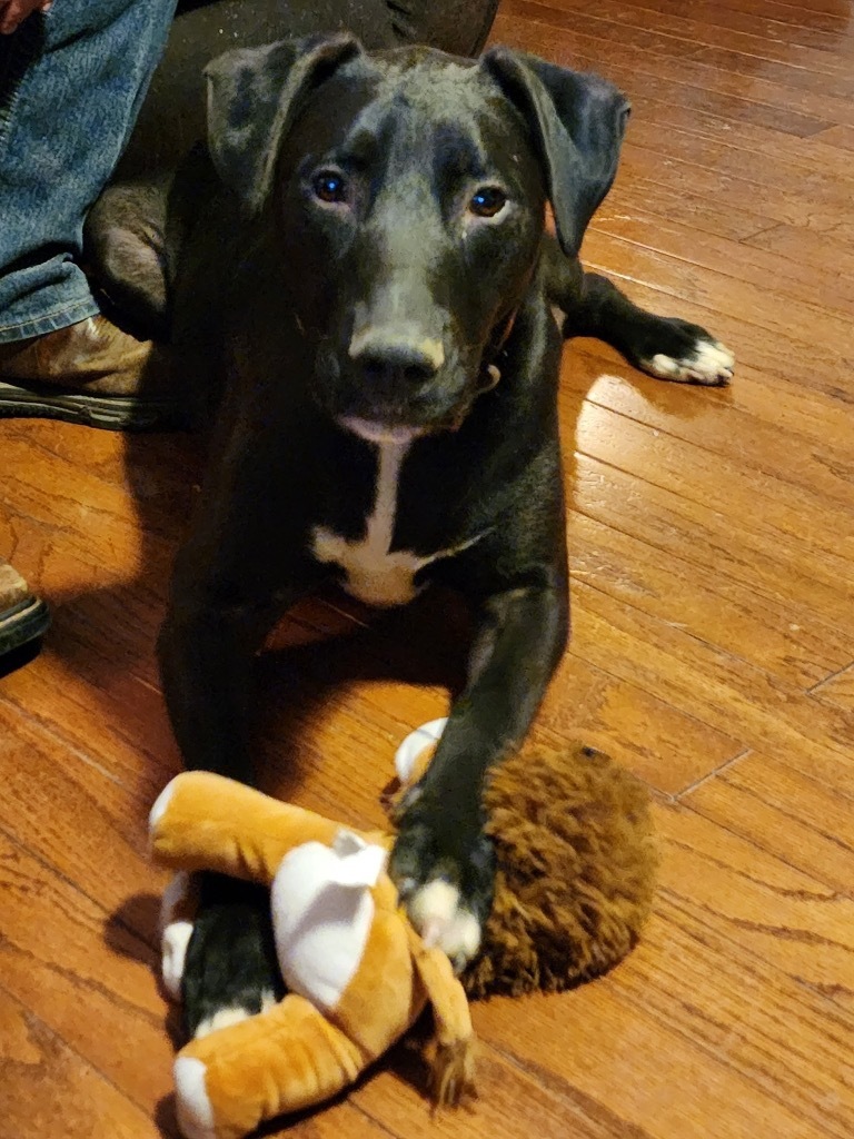 Floyd, an adoptable Labrador Retriever, Mastiff in Effingham, IL, 62401 | Photo Image 2