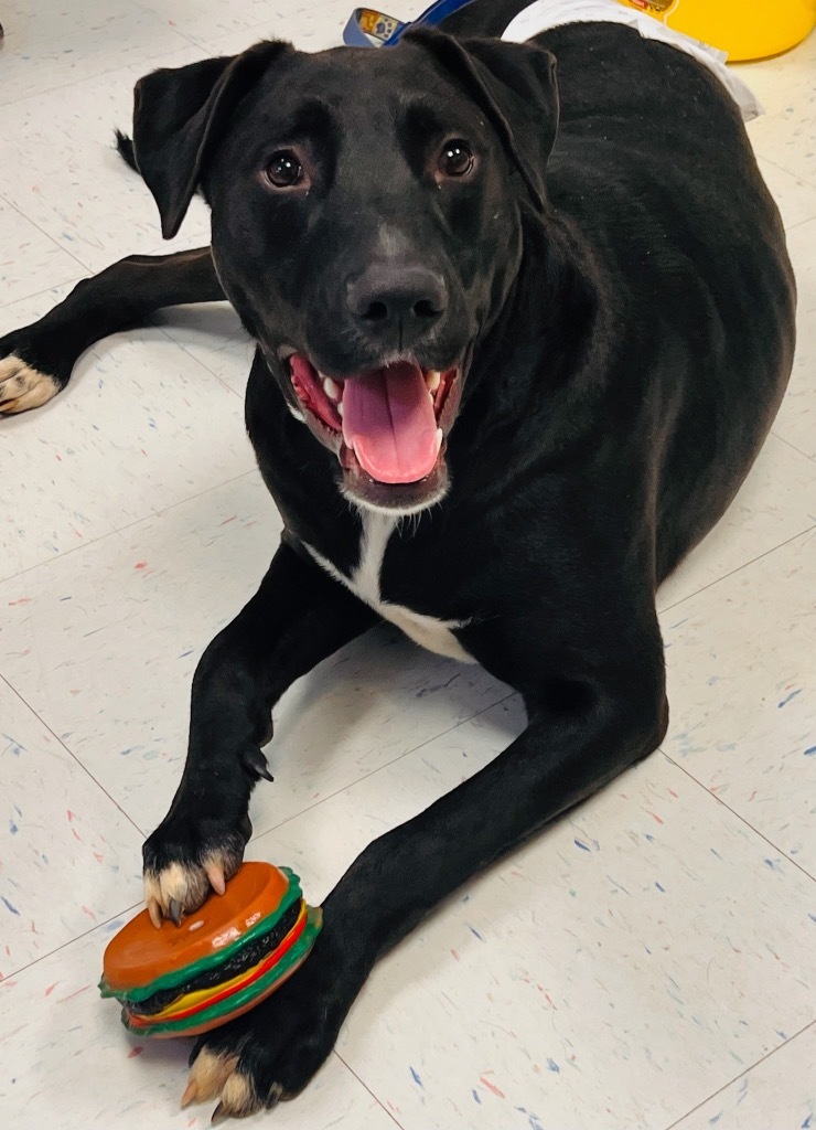 Floyd, an adoptable Labrador Retriever, Mastiff in Effingham, IL, 62401 | Photo Image 3