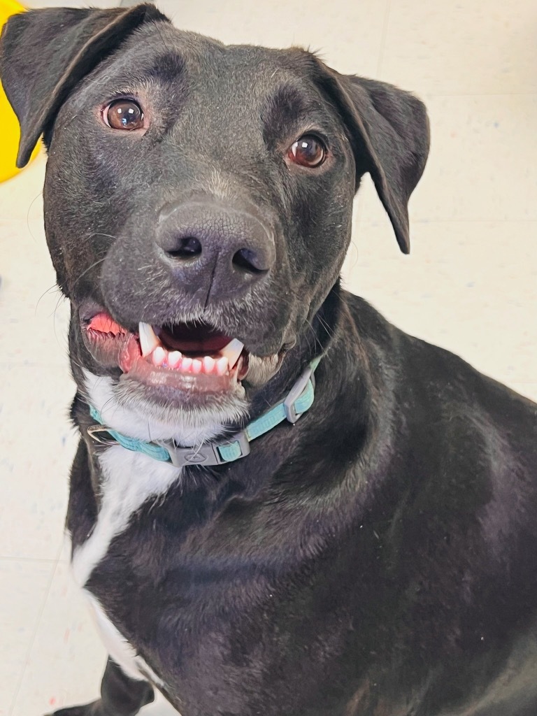 Floyd, an adoptable Labrador Retriever, Mastiff in Effingham, IL, 62401 | Photo Image 4