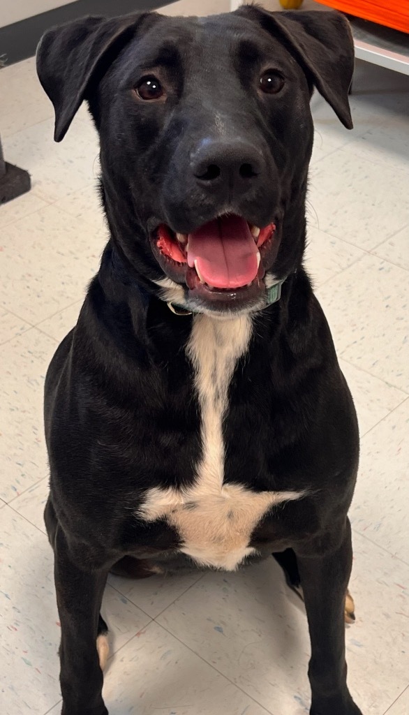 Floyd, an adoptable Labrador Retriever, Mastiff in Effingham, IL, 62401 | Photo Image 5