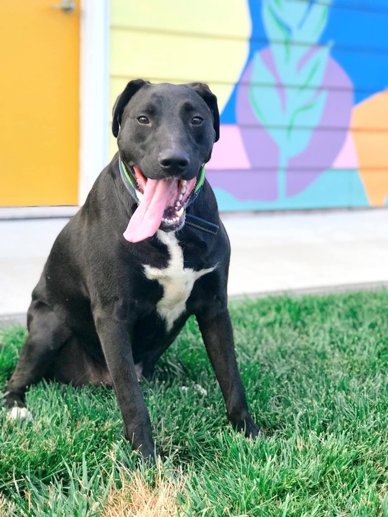 Floyd, an adoptable Labrador Retriever, Mastiff in Effingham, IL, 62401 | Photo Image 6